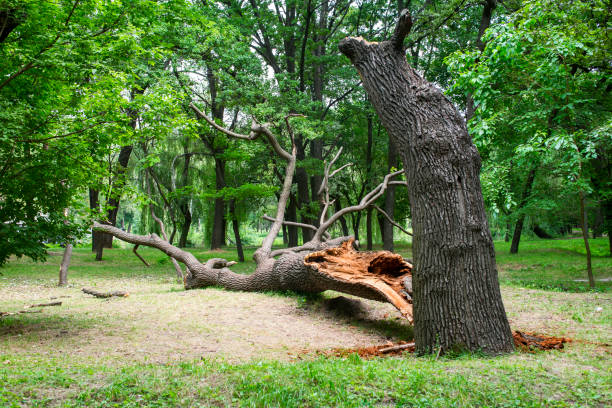 How Our Tree Care Process Works  in  Pinehurst, MA